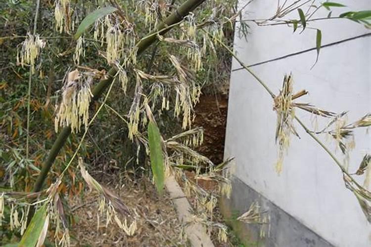 颗立硼在柑橘果树怎样使用