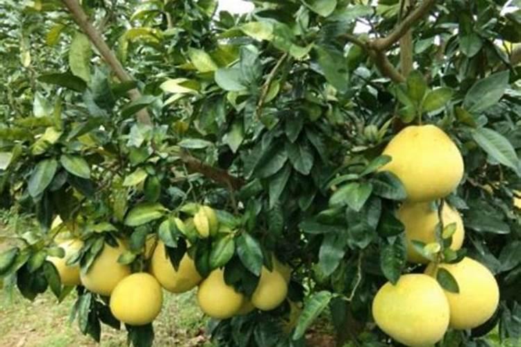 柚子树促花那种药最好？