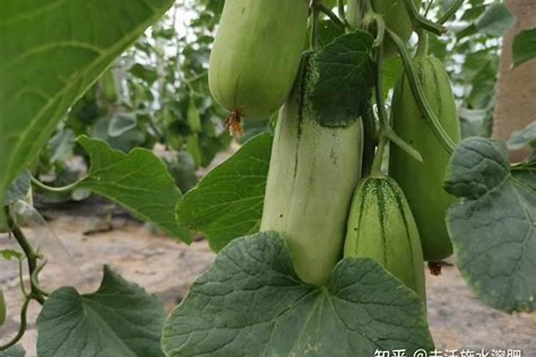 莘县叶面肥:花生应该什么时候喷施叶面肥？喷施什么叶面肥？