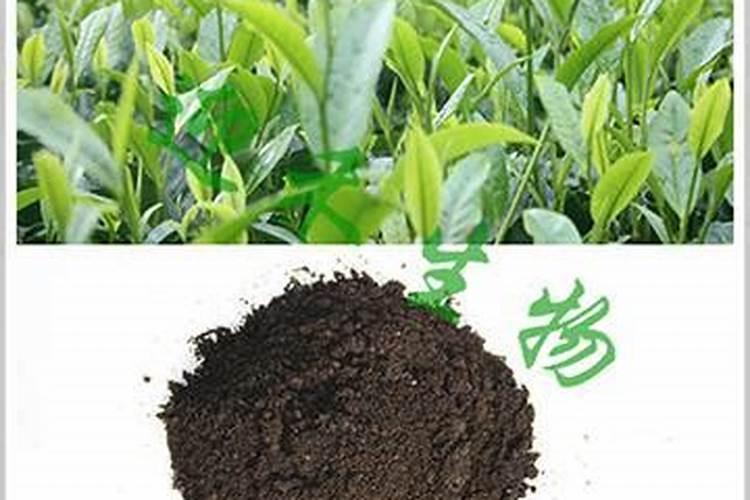茶叶专用有机肥料是什么,茶叶树种几年可以采摘