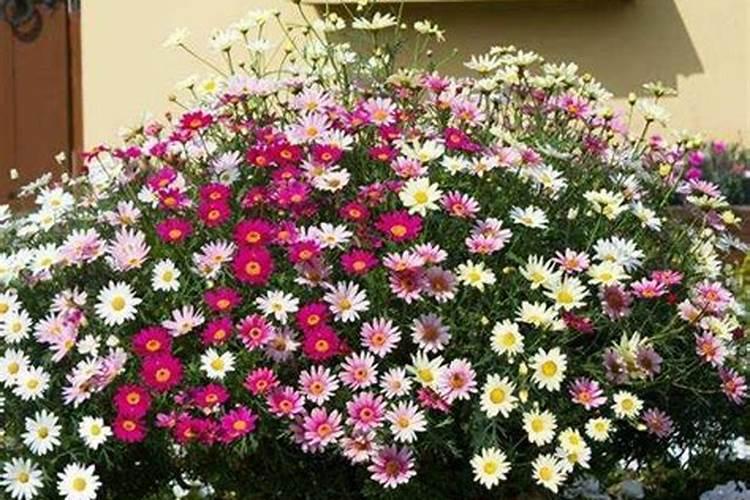 菜籽一亩能收多少