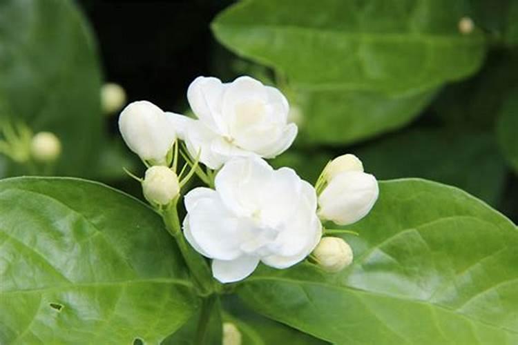 茉莉花夏天需要施肥吗？可以直接用羊粪吗？