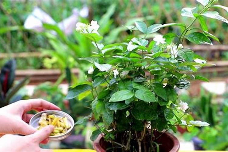 水溶肥灌根使用方法