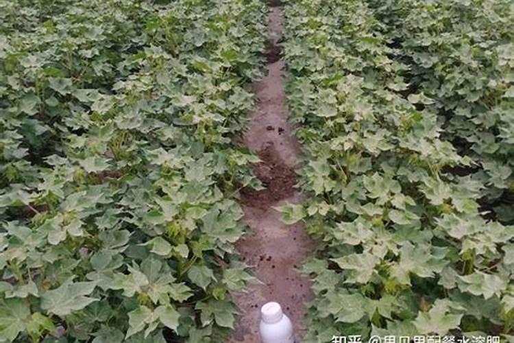 水溶肥十大名牌,摩力水溶肥效果极好