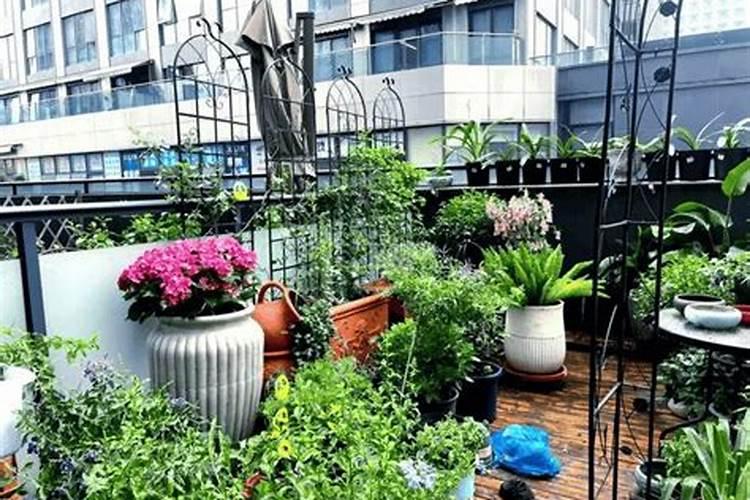 茉莉花干叶掉叶,和养护不好有关系,如何才能养护好呢？