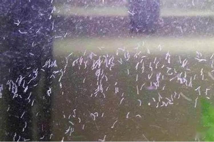 怎么彻底清除蛋白虫