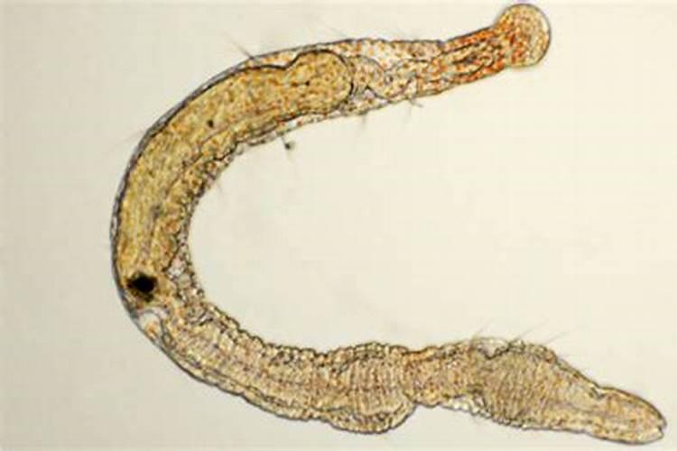 鱼肉养蛆虫有付么好处