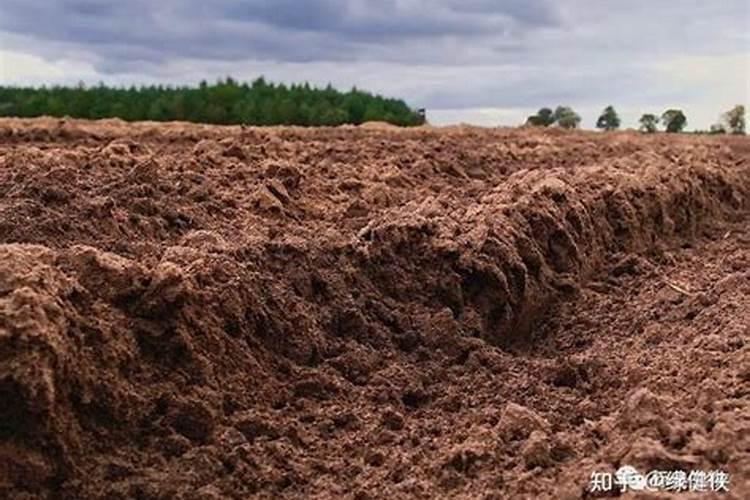 玉米喷施叶面肥效果怎么样