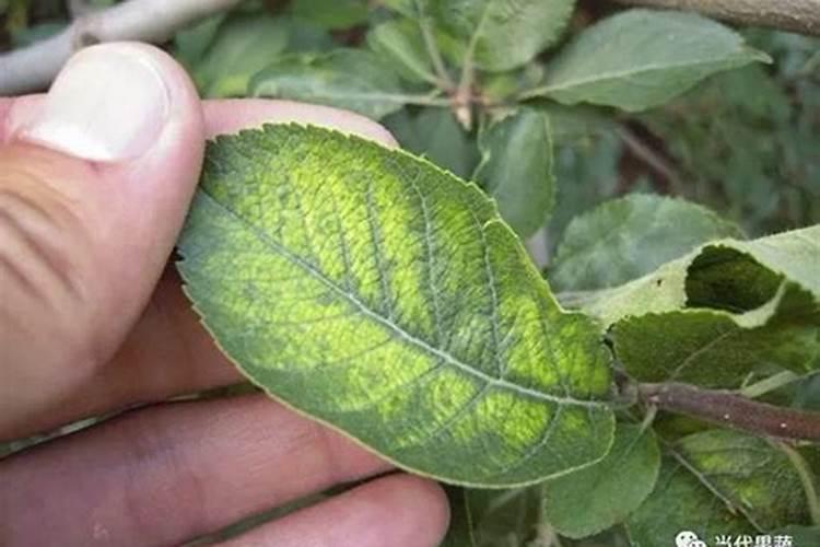 花果控释肥的正确使用方法