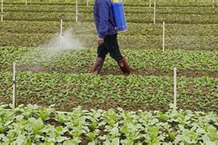 大棚黄瓜阴天浇水施肥可以吗