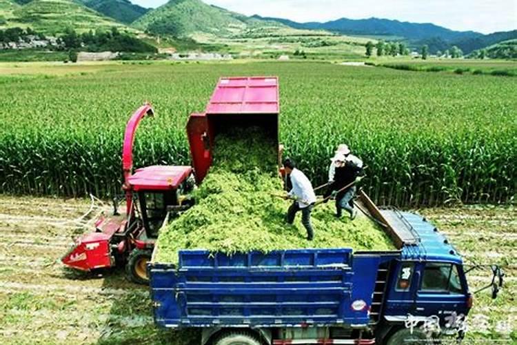 你了解钾肥吗,钾肥最适用哪些作物？