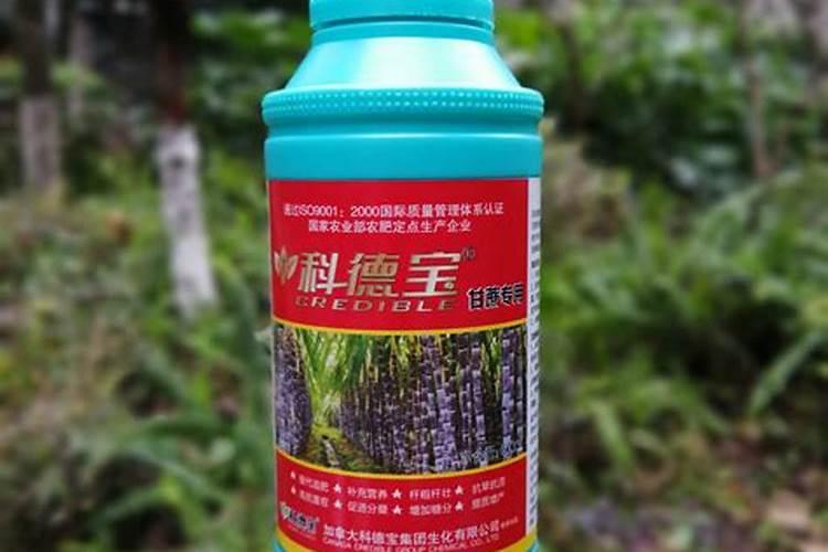 月季中的哪些品种花开硕大娇艳,容易养出高级感？