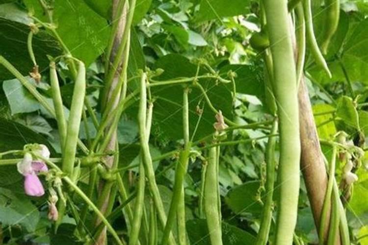 氮元素在植物生长过程中的作用是什么？