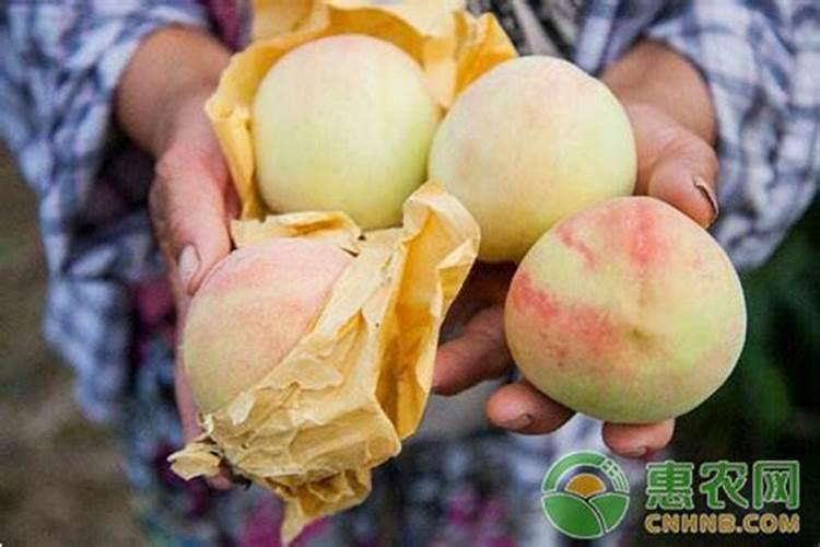 芸豆适合冲施什么元素的肥料