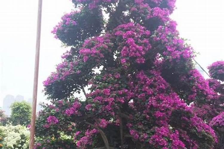 尿素化成水可以给大葱惯根吗？