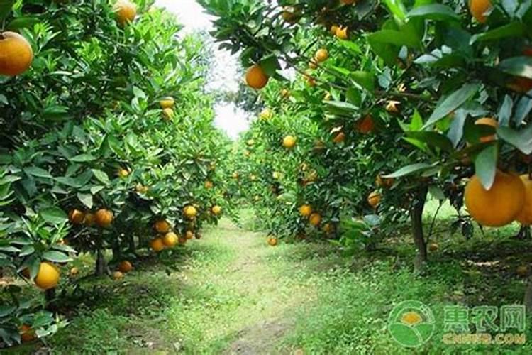 果树叶面肥过量如何挽救