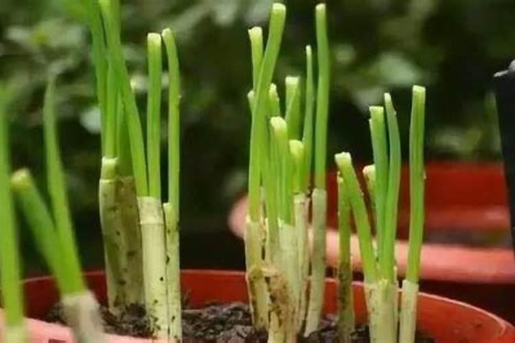 种植大葱时施什么肥料最好？大葱什么阶段开始施肥？
