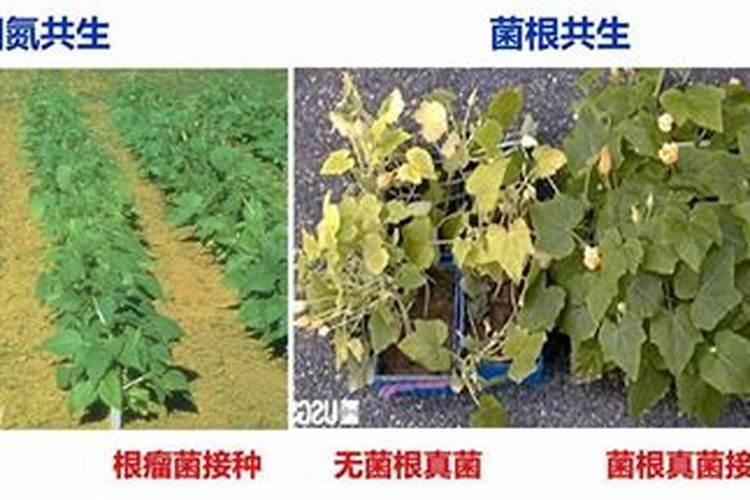 茉莉花最忌讳三种肥料