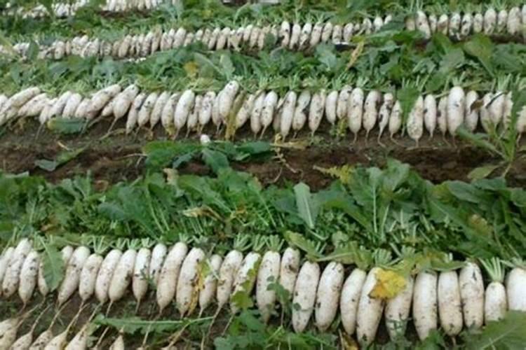 萝卜什么时候施肥 萝卜哪个时候施肥