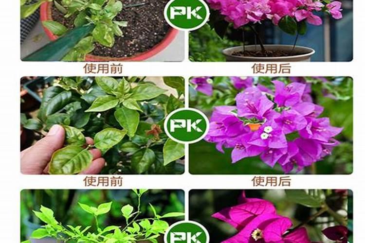 钾肥浓度高对果的危害