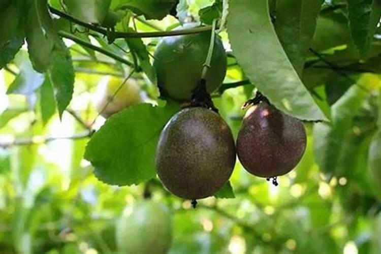 百香果浇什么肥料合适