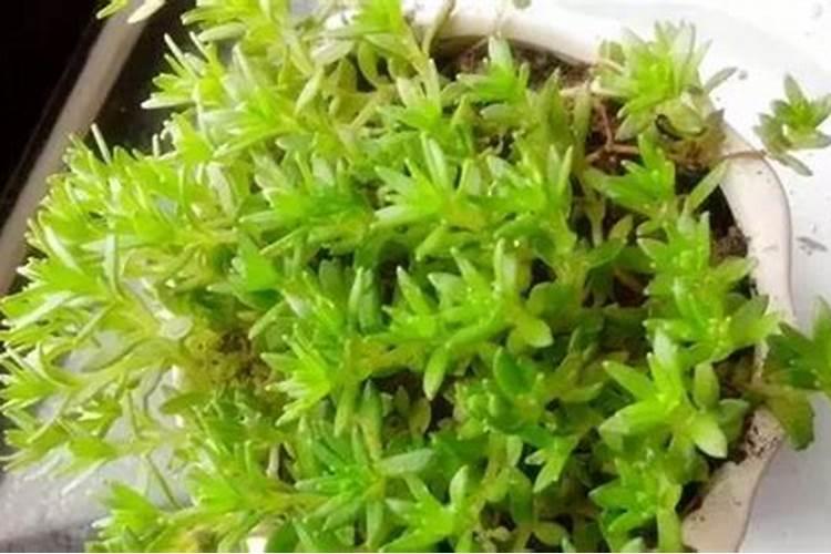 “东方甄选”“绿博会”等平台优质富硒农产品选品通知