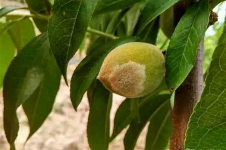 腌酸豆角中途可以加水吗