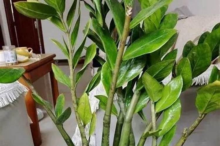 金钱树用什么肥料