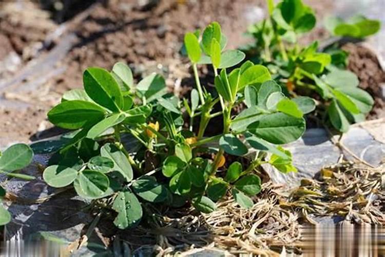 碧先达氨基酸水溶肥的效果