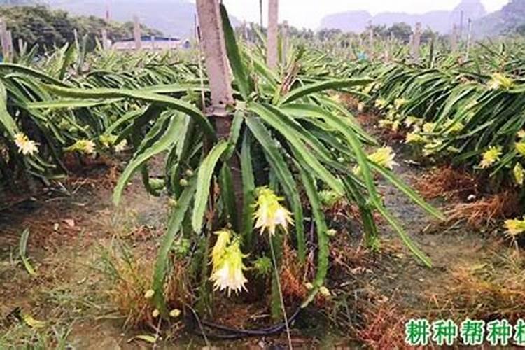 菜地常用的氮化肥有哪几种？各有什么特性？