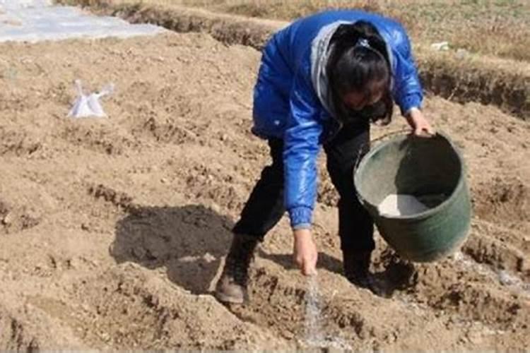 哪种粪对土豆最好 种土豆怎么施肥