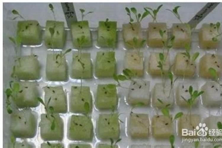 柑橘施肥时间和用量？柑橘叶面肥有哪些？