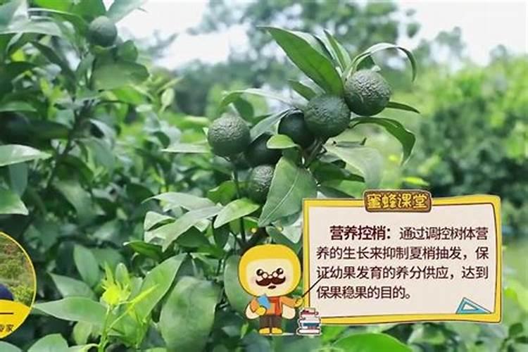 三月份柑橘需要施肥吗
