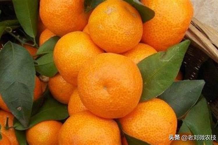 哪种叶面用的钙肥吸收好