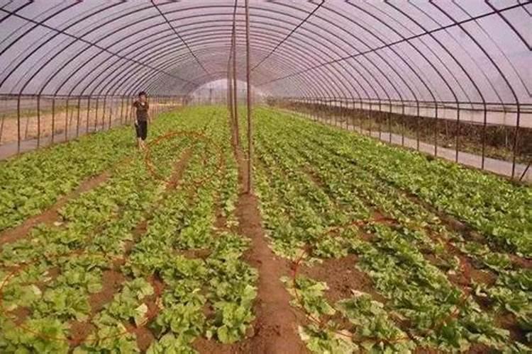 施肥的好处坏处