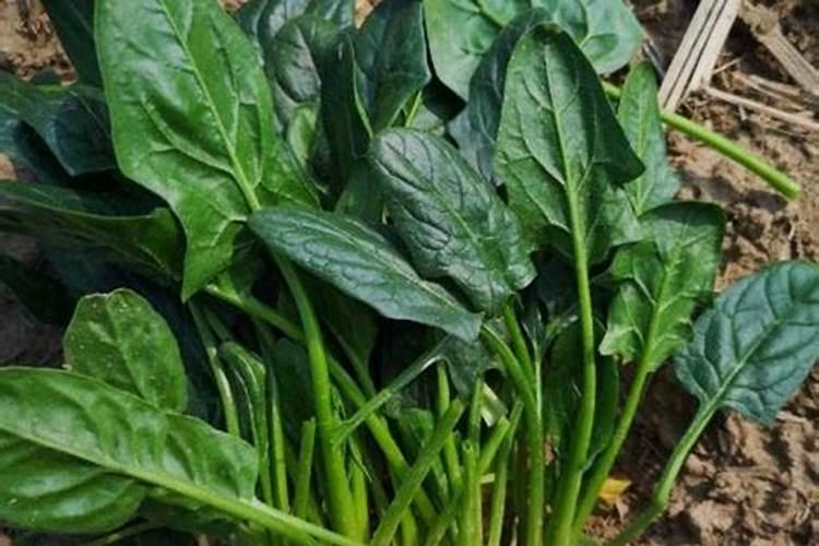 菠菜快速生长适合用什么肥料