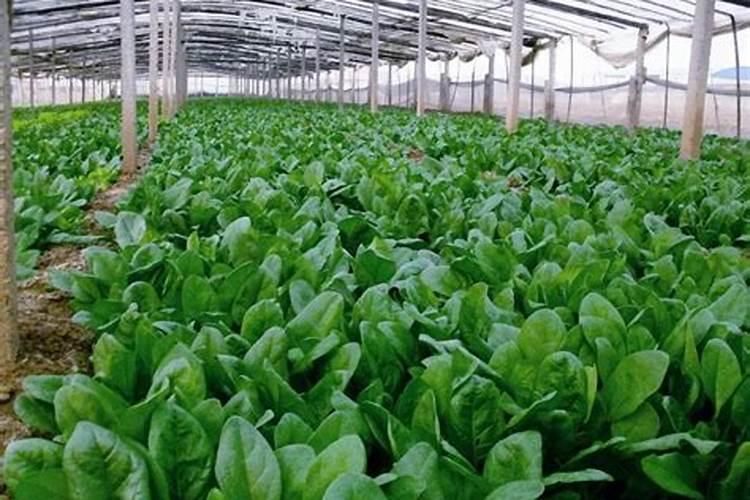 菠菜用哪类肥料可以长得快一些