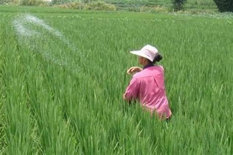 月季花夏季施什么肥好