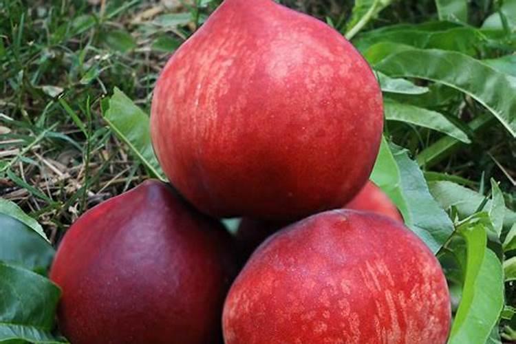 兰花如何施肥呢？