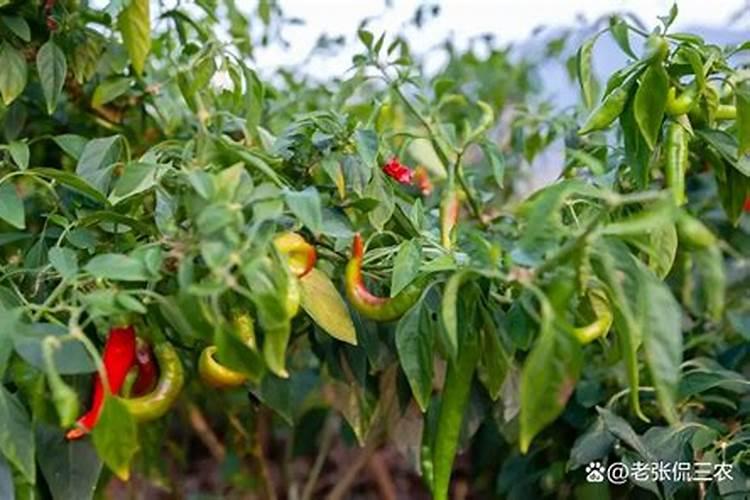 种植草莓什么时候需要施肥