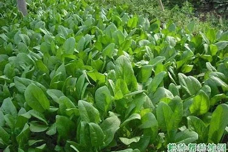种菠菜什么肥料不能施