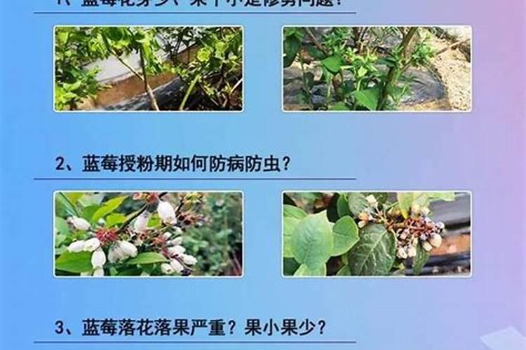 绿萝施什么肥料最好