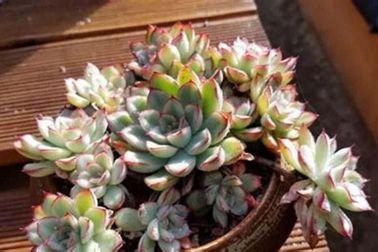 多肉植物需不需要施肥 施肥的方法是什么