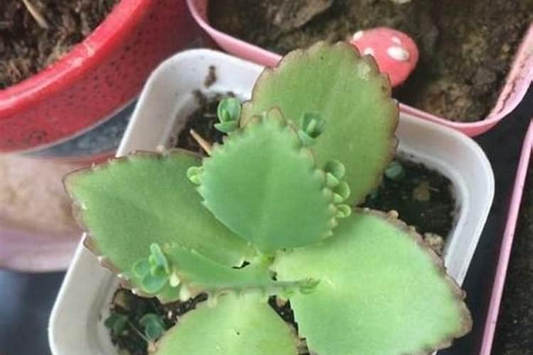 肉肉植物不施肥可以吗