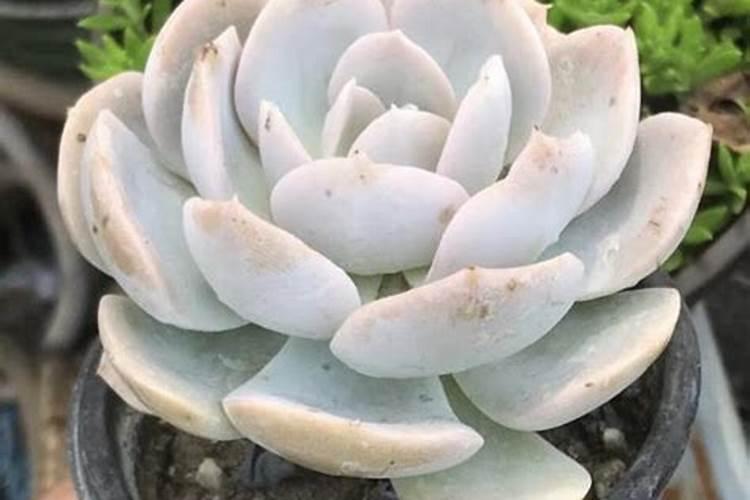 苹果种植施肥要合理,什么时候施肥？