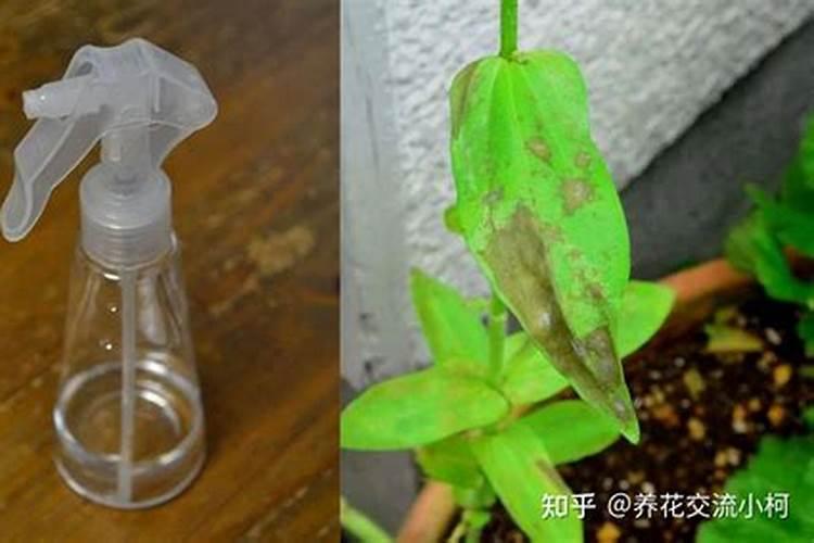 小苏打可以喷打花生叶面吗？