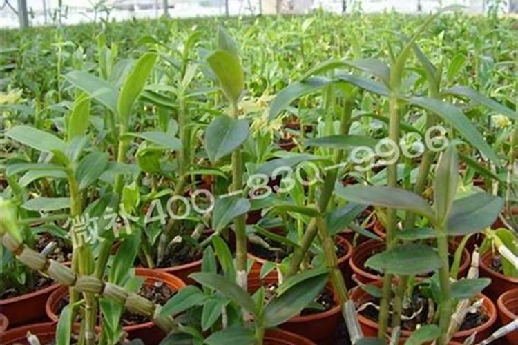 盆栽石斛兰花的叶面肥用那种好