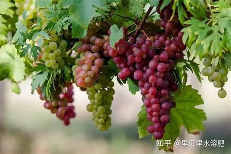 种菜用什么肥最好