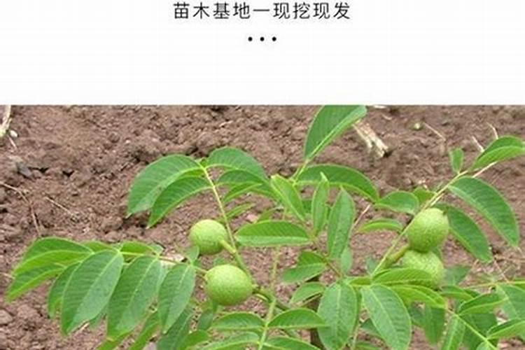 草莓各个时期的施肥方案草莓施肥时间和方法