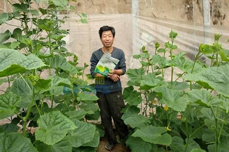 玉米追施尿素正确方法是什么呢